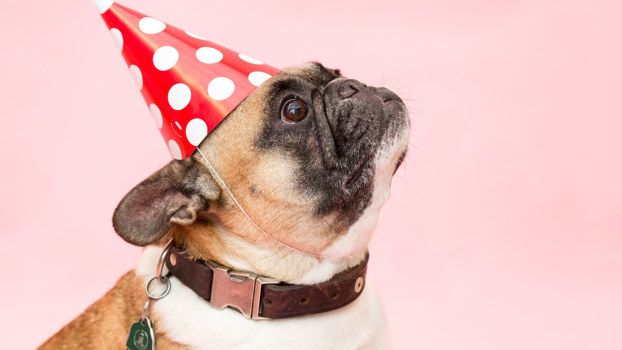 A Dog is wearing hat